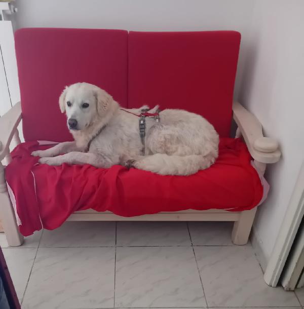 Fatima 2 Anni Dolcissima, Cerca Casa